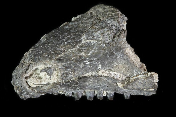 Permian Reptile (Captorhinus) Partial Skull - Oklahoma #79471